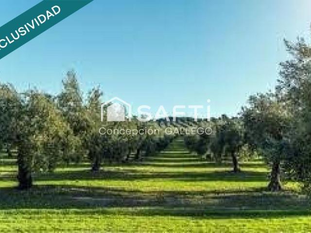 Terreno en venta en Campo De Criptana, Castilla-La Mancha