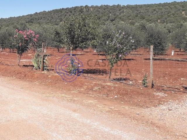 Terreno venda em Sousel, Portalegre
