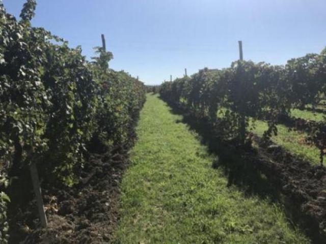 Terreno in vendita a Unione delle Terre d'Argine, Carpi