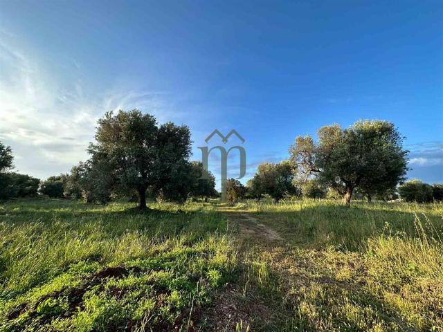 Terreno in vendita a Puglia, Brindisi