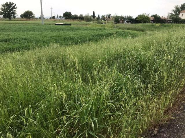 Terreno in vendita a Assisi, Umbria