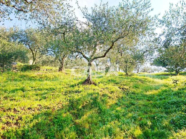 Terreno in vendita a Buti, Toscana