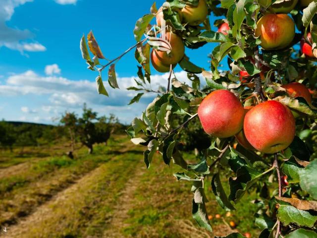 Terreno in vendita a Überetsch-Unterland - Oltradige-Bassa Atesina, Caldaro - Kaltern