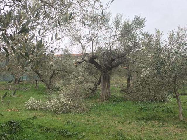 Terreno in vendita a Puglia, Barletta-andria-trani