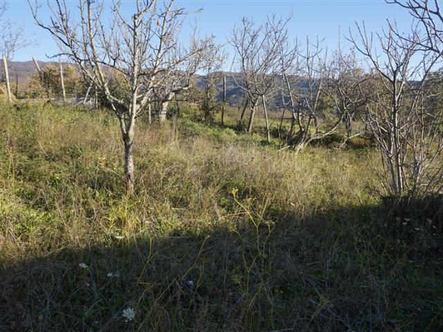 Terreno in vendita a Calabria, Cosenza