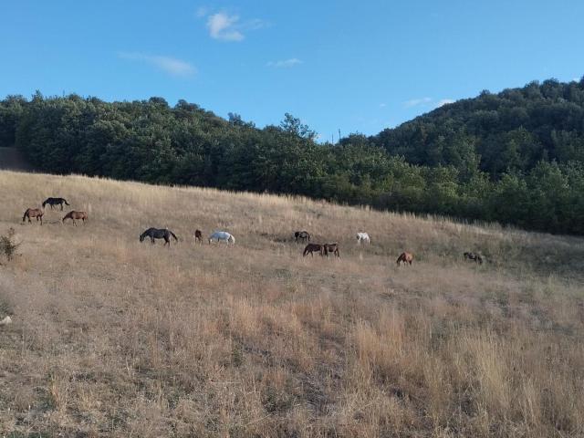 Terreno in vendita a Orli, Casole d'Elsa