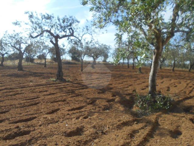 Terreno in vendita a Castelvetrano, Sicilia