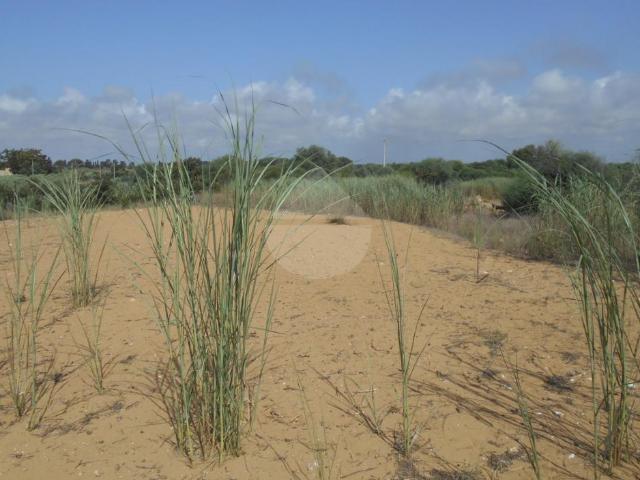 Terreno in vendita a Castelvetrano, Sicilia