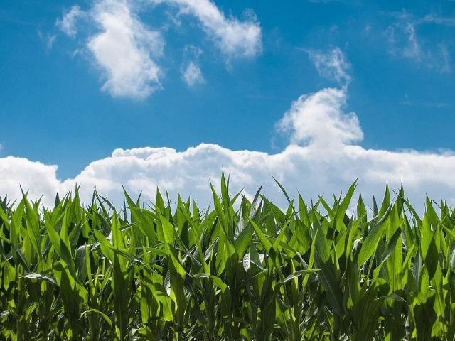 Terreno in vendita a Castiglione di Cervia, Cervia
