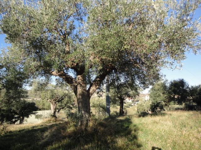 Terreno in vendita a Strada, Marche