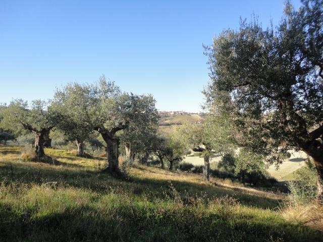 Terreno in vendita a Strada, Cingoli