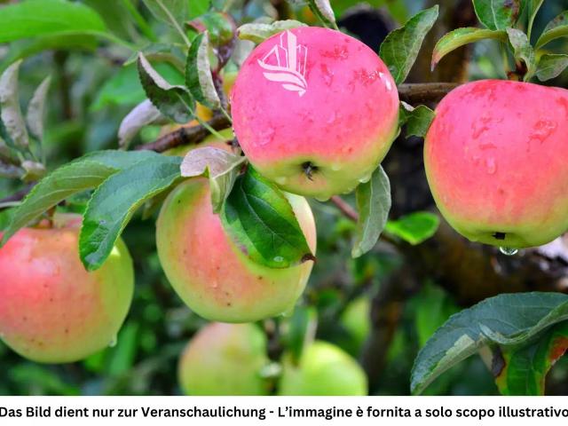 Terreno in vendita a Überetsch-Unterland - Oltradige-Bassa Atesina, Egna - Neumarkt