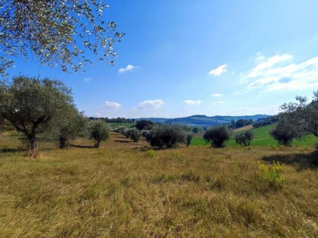 Terreno in vendita a Sant'Andrea in Villis, Marche