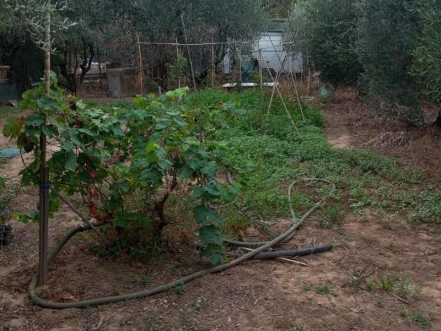 Terreno in vendita a Follonica, Grosseto