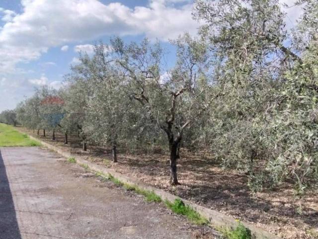 Terreno in vendita a Siponto, Puglia