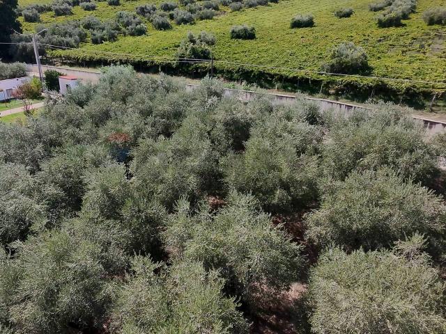 Terreno in vendita a Miglianico, Chieti