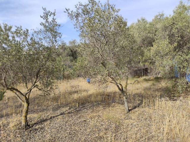 Terreno in vendita a Monserrato, Sardigna/Sardegna