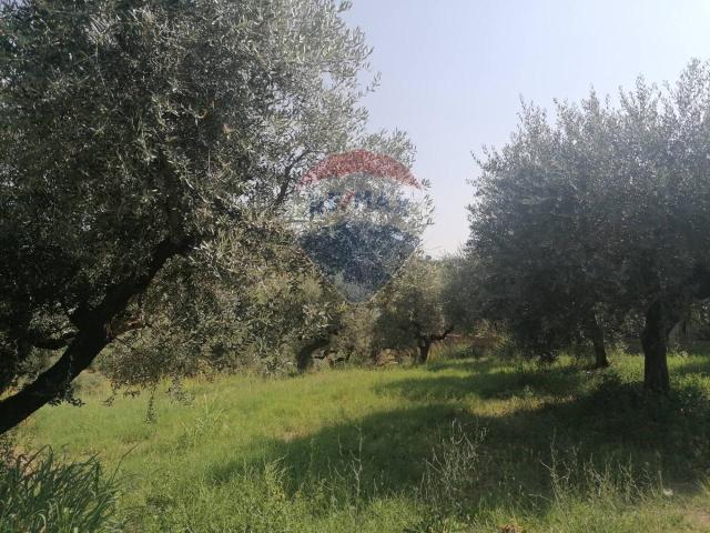 Terreno in vendita a Moscufo, Abruzzo