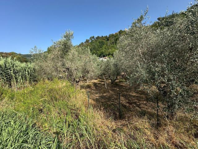 Terreno in vendita a Isola, Luni