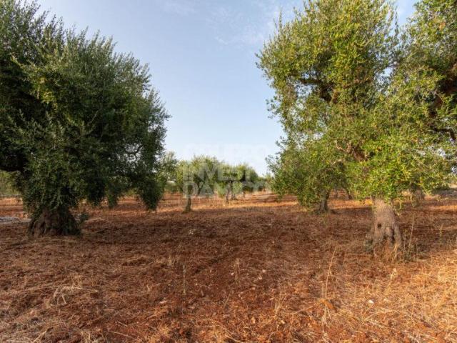 Terreno in vendita a Puglia, Brindisi