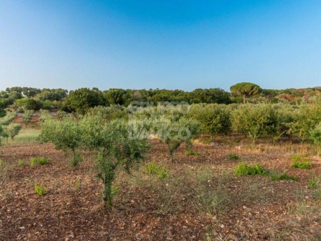 Terreno in vendita a Borgo Rurale Pascarosa, Puglia