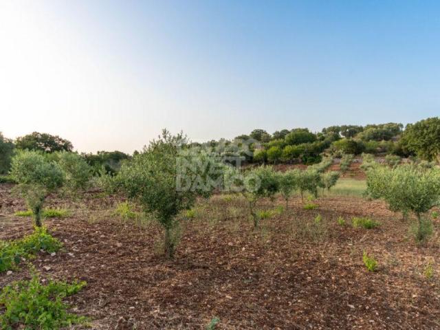Terreno in vendita a Borgo Rurale Pascarosa, Puglia