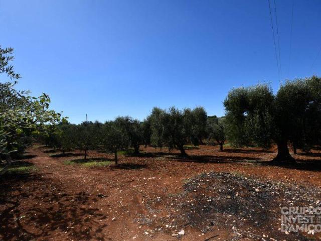 Terreno in vendita a Contrada Badessa, Puglia