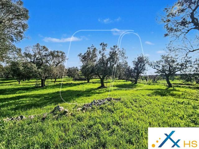 Terreno in vendita a Puglia, Brindisi