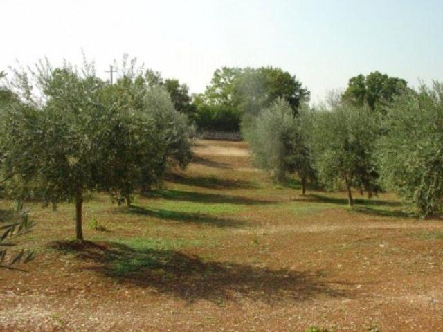Terreno in vendita a Borgo Rurale Pascarosa, Puglia