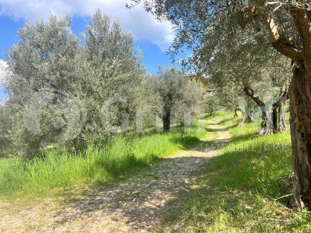 Terreno in vendita a Cenerente, Umbria