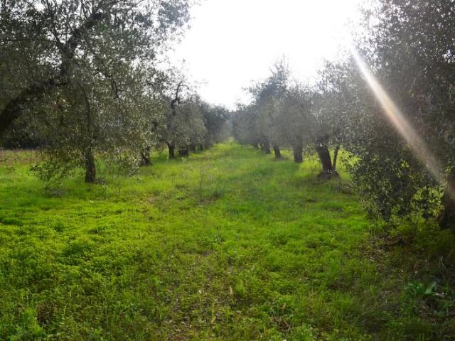 Terreno in vendita a Rosignano Marittimo, Toscana