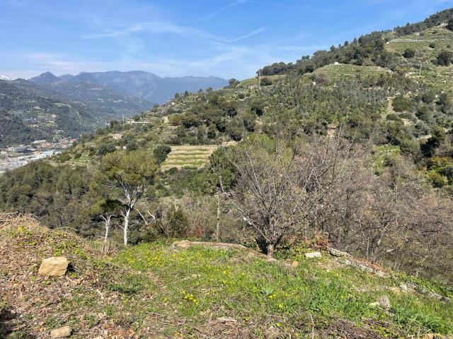Terreno in vendita a San Biagio Della Cima, Liguria