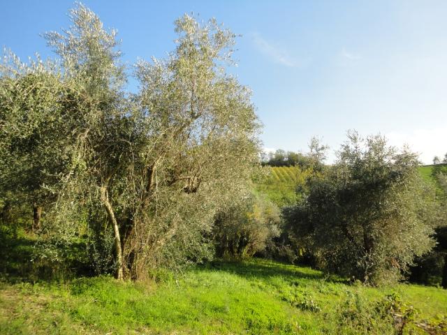 Terreno in vendita a Marche, Ancona