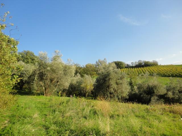 Terreno in vendita a Marche, Ancona