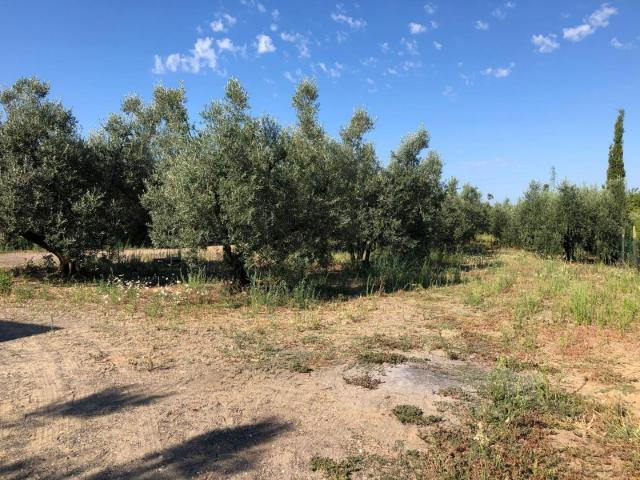 Terreno in vendita a Castellina Marittima, Toscana