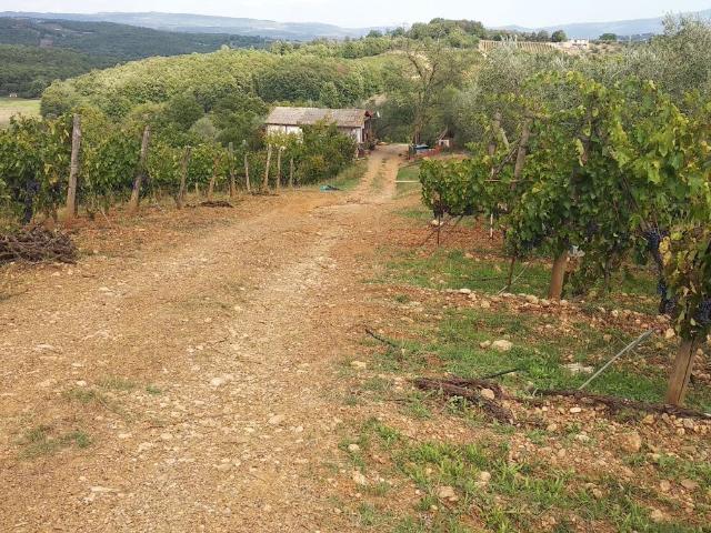 Terreno in vendita a Paganico, Grosseto