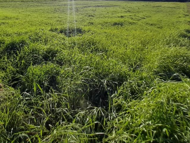 Terreno in vendita a Rughi, Porcari