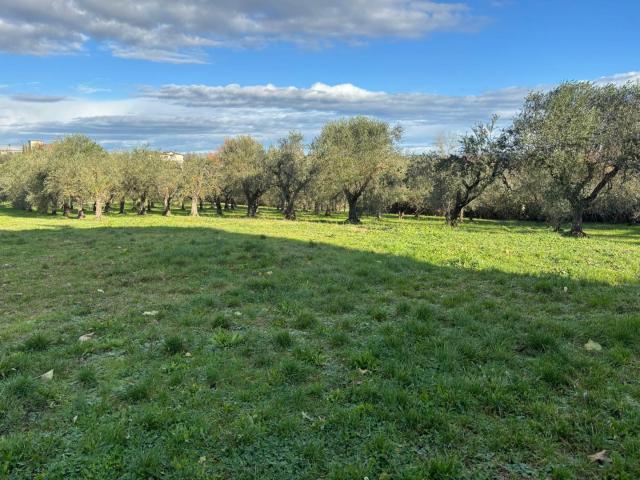 Terreno in vendita a Terricciola, Toscana