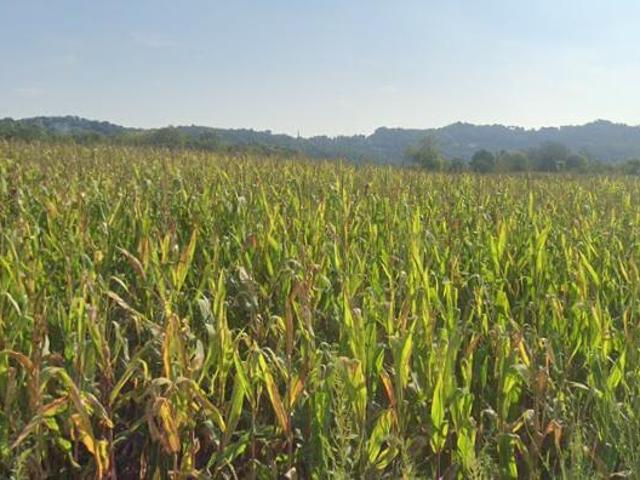 Terreno in vendita a San Felice, Vicenza