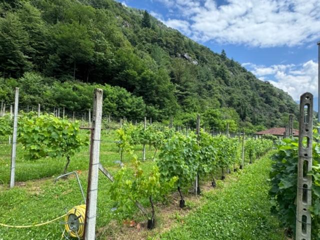 Grundstück kaufen in Tessin