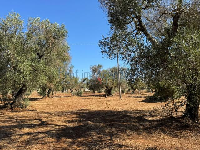 Terreno in vendita a Puglia, Brindisi