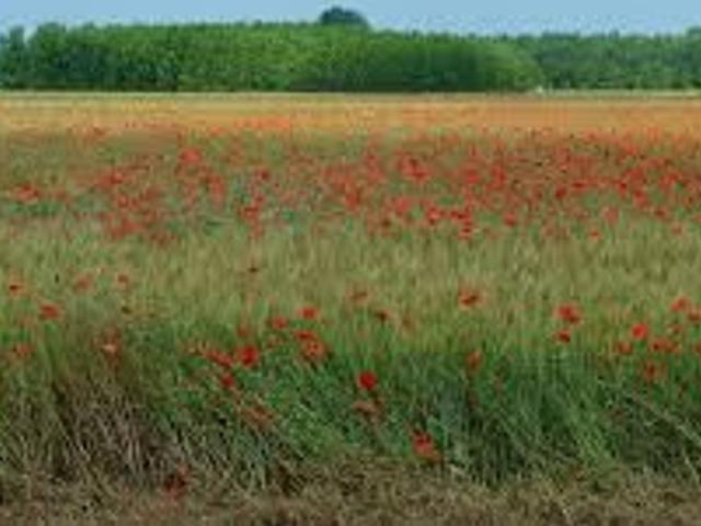 Terreno in vendita a Padova, Veneto