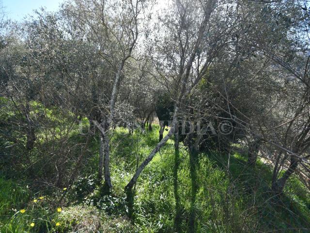 Terreno in vendita a Luni, Liguria