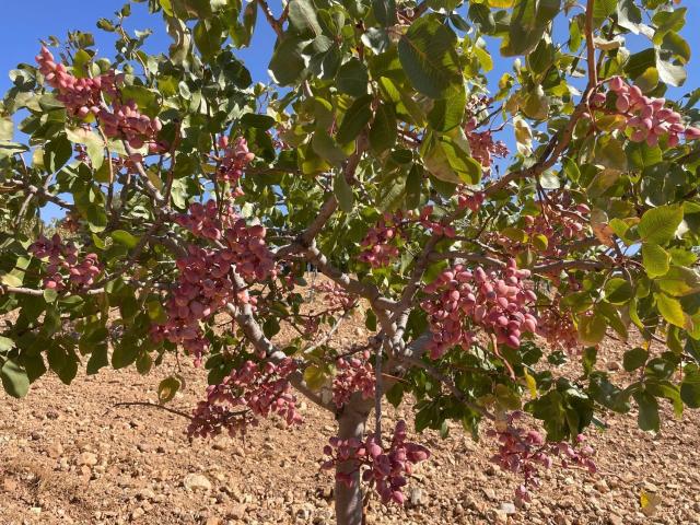 Terreno en venta en Villarrobledo, Castilla-La Mancha