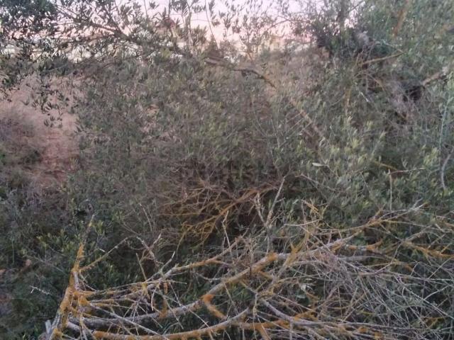 Terreno en venta en Priorat, Catalunya