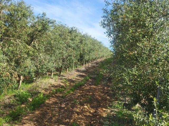Terreno en venta en Carretera de Cádiz, Málaga-Costa del Sol