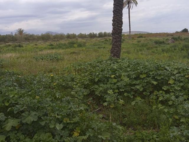 Terreno en alquiler en Perleta, el Baix Vinalopó