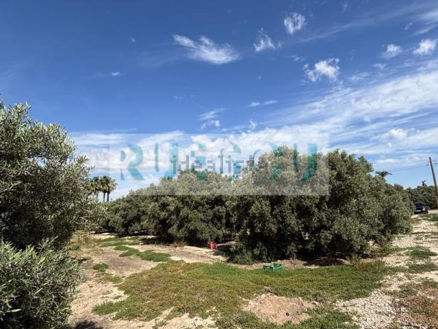 Terreno en venta en el Baix Vinalopó, Valencia