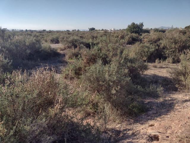 Terreno en venta en el Baix Vinalopó, Valencia