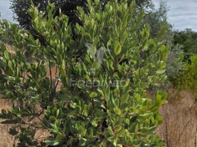 Terreno venda em Santiago Do Cacém, Setúbal